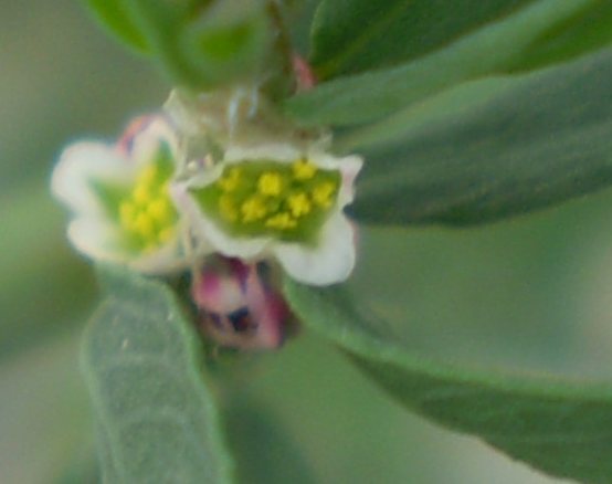 Polygonum aviculare